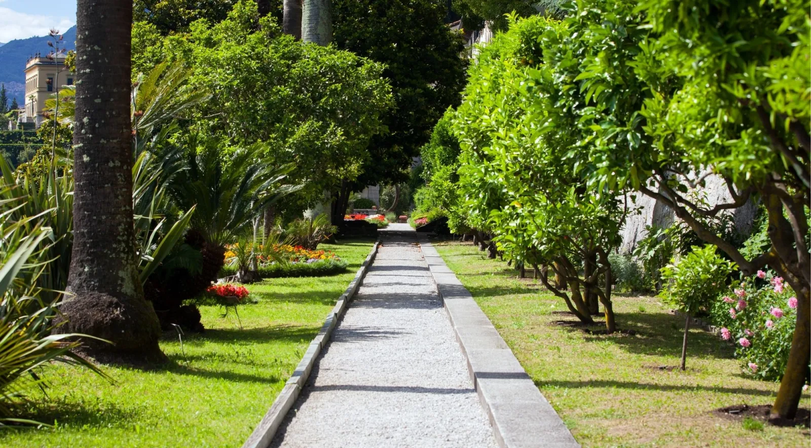 Gravel path running between citrus trees and flower beds in the Villa Monastero botanical garden