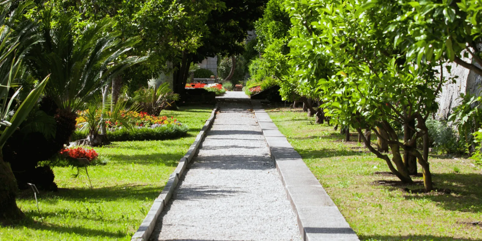 The gravel walk through Villa Monastero's citrus garden, palms and flower beds either side